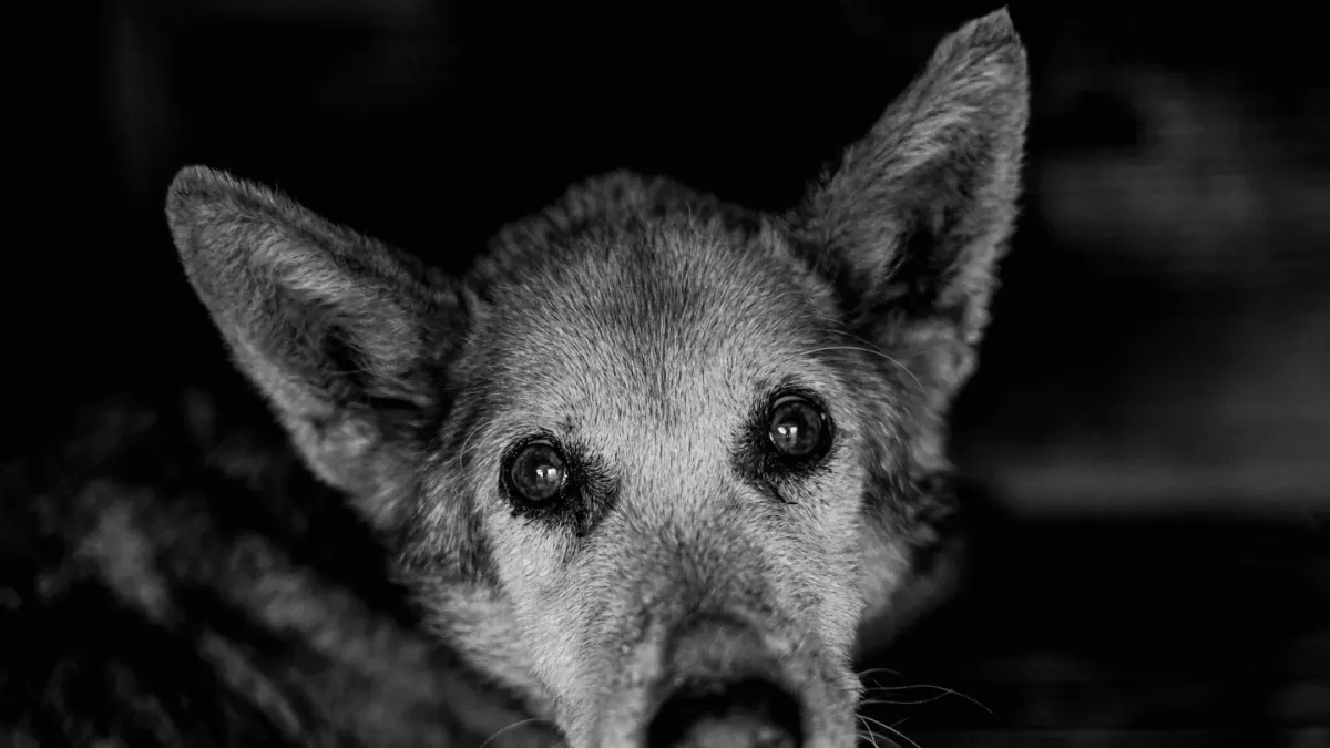 A black-and-white close portrait of an older dog