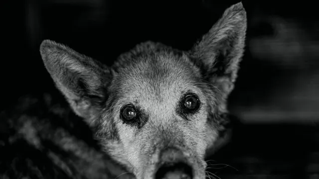 A black-and-white close portrait of an older dog