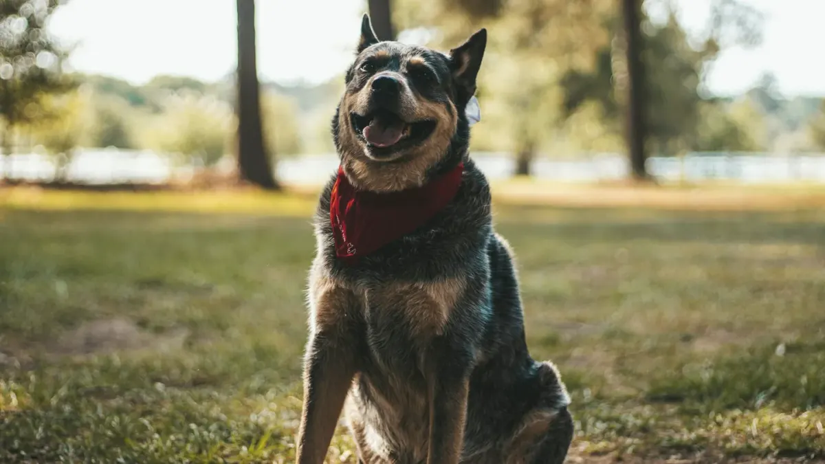 A blue-speckled Australian Cattle Dog running across an open field