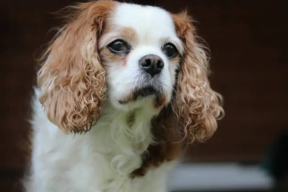 A Cavalier King Charles Spaniel sitting calmly beside its owner