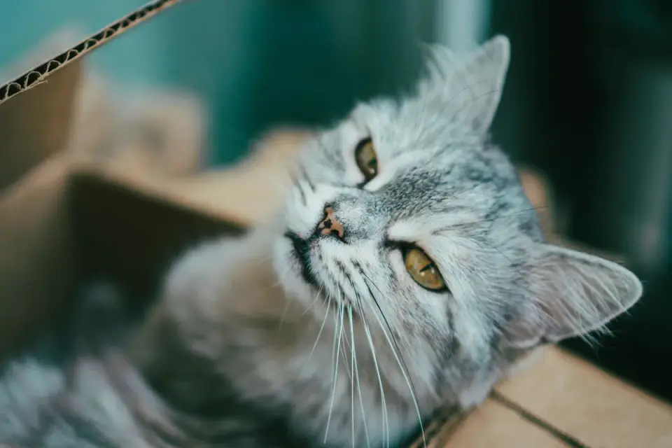 A dog sniffing at a row of cardboard boxes set up on a living room floor