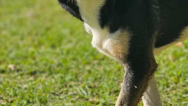 A dog walking across grass in a sunny park