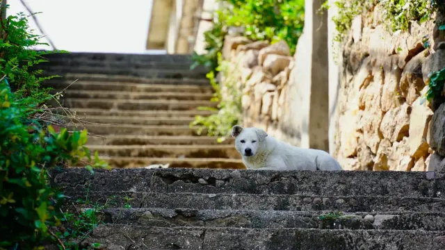 A gray-muzzled dog lying on an orthopedic bed at the bottom of a staircase