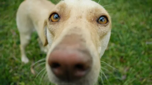 A gray-muzzled dog working a snuffle mat on grass in a backyard