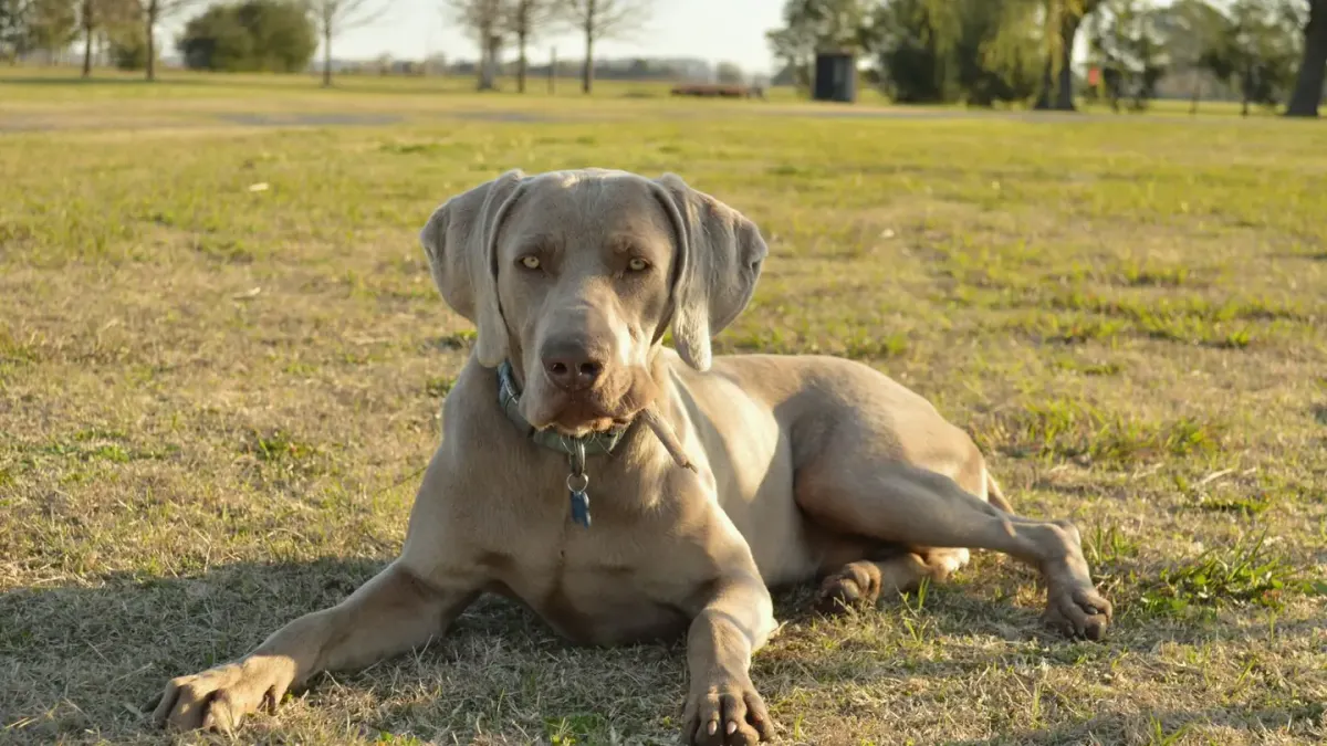 A gray Weimaraner mid-stride running across an open grass field