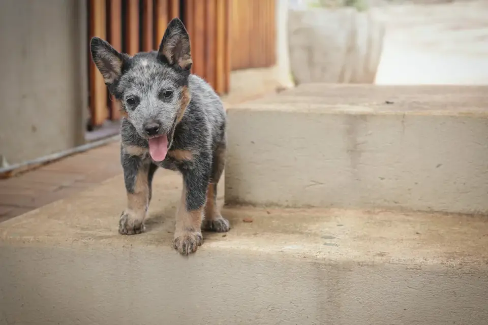 A graying Australian Cattle Dog resting calmly on a porch