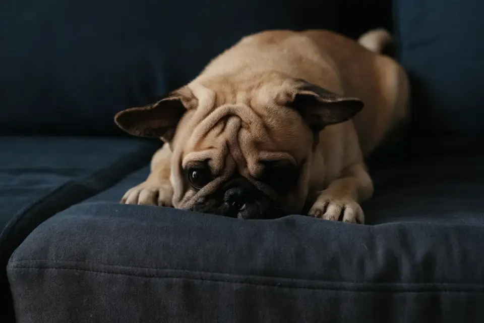 A pug lying down and resting in a cool indoor space