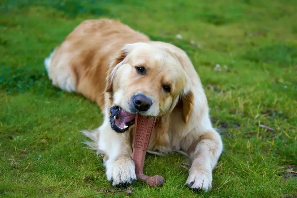 A puppy chewing on a rope toy instead of a hand
