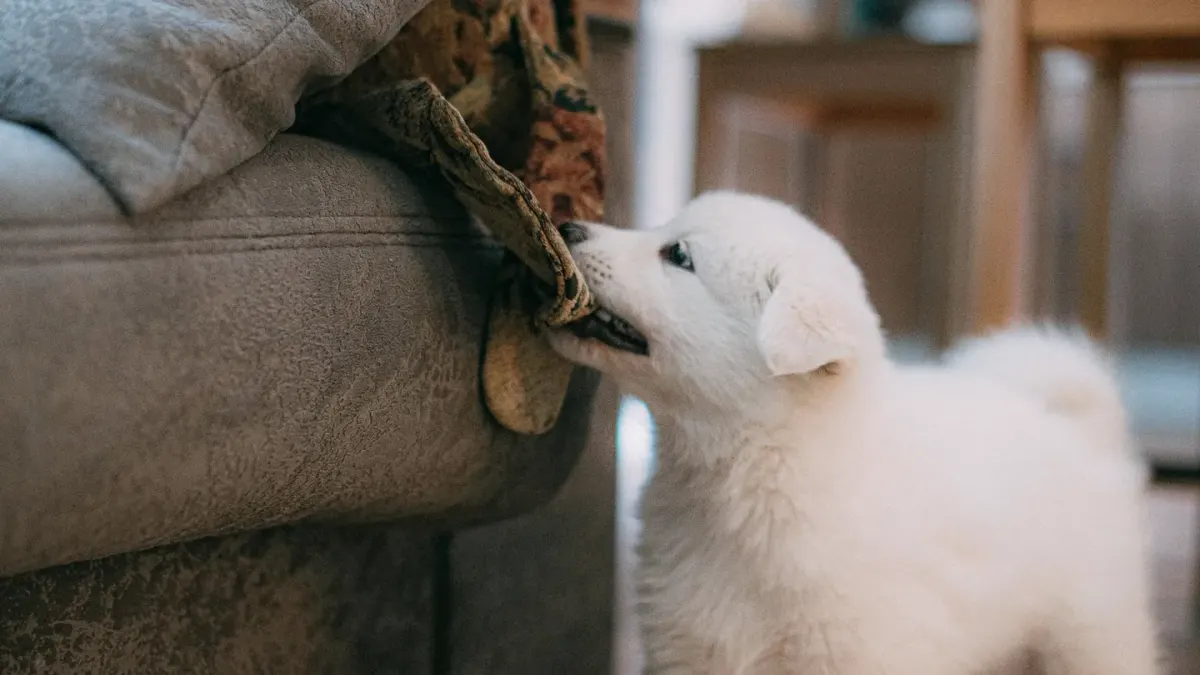 A puppy gently mouthing an owner's hand during a play session