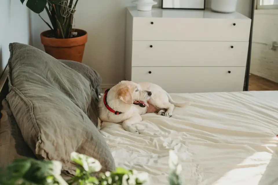 A senior Golden Retriever resting calmly on an orthopedic dog bed