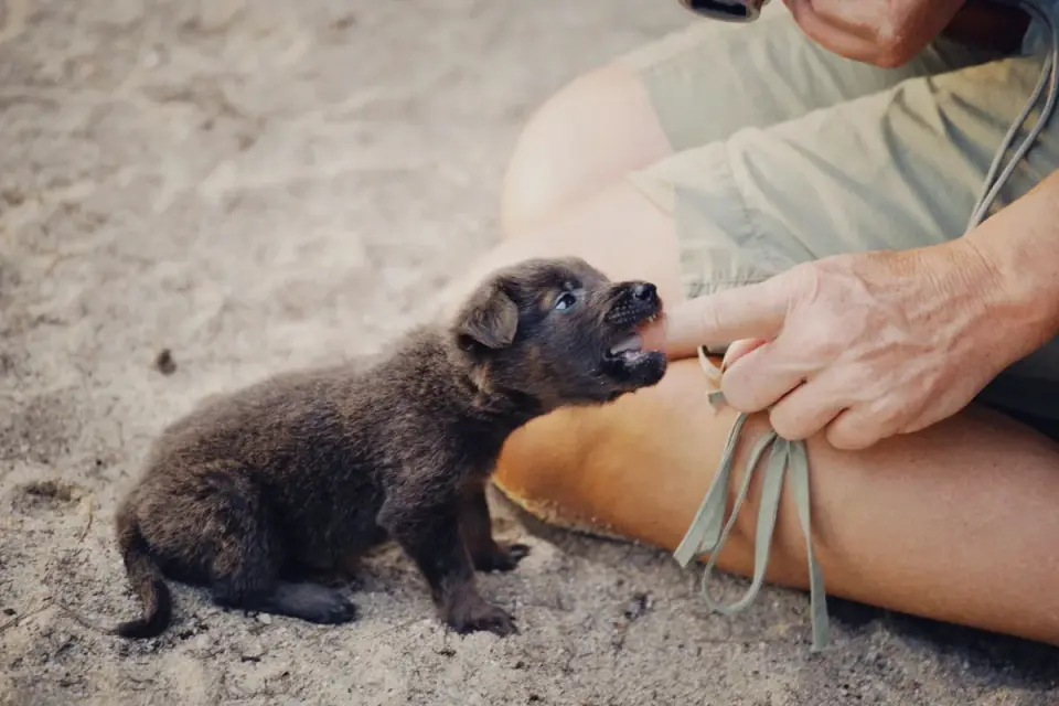 A small dog eating fresh blueberries offered from an open palm