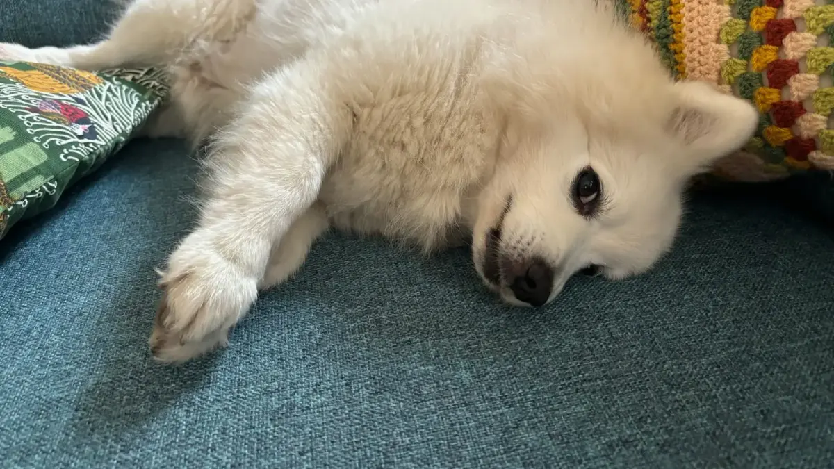 A small dog lying relaxed on a couch in a sunlit apartment
