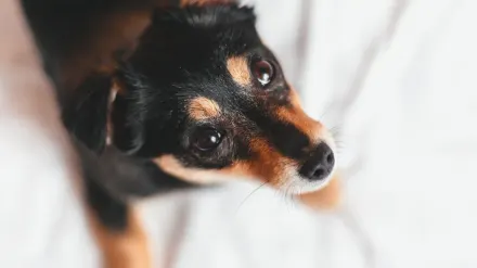 A small dog resting calmly on a bed in a quiet living room