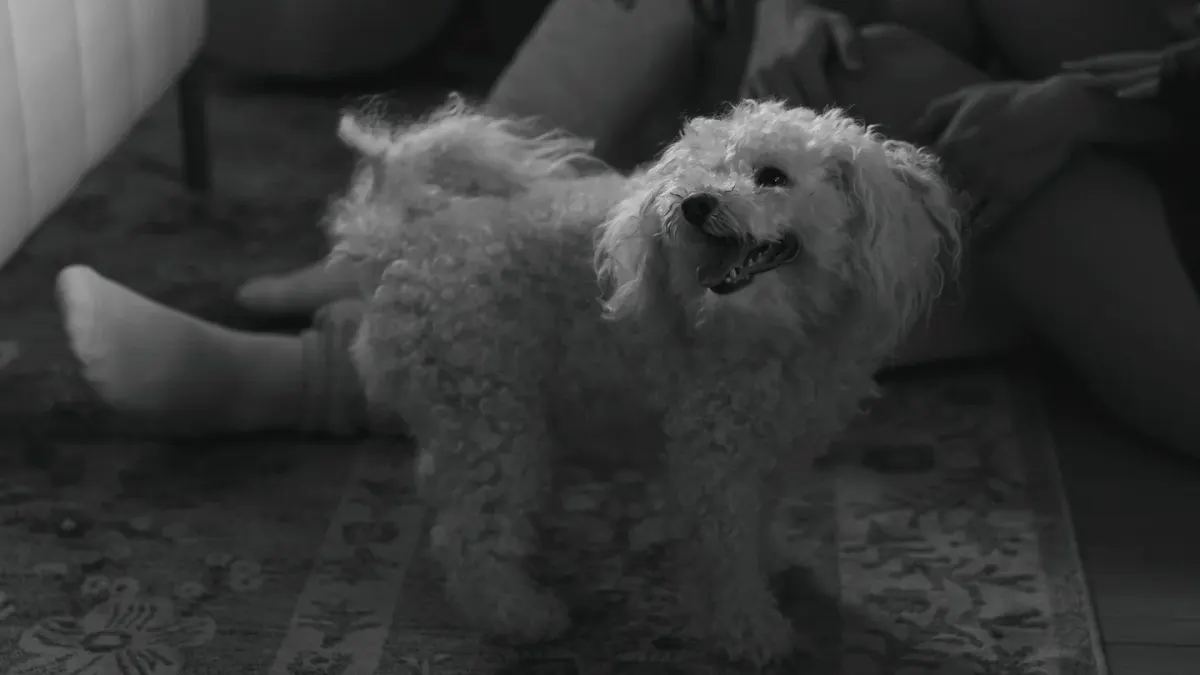 A small senior dog nosing through a snuffle mat on a living room floor