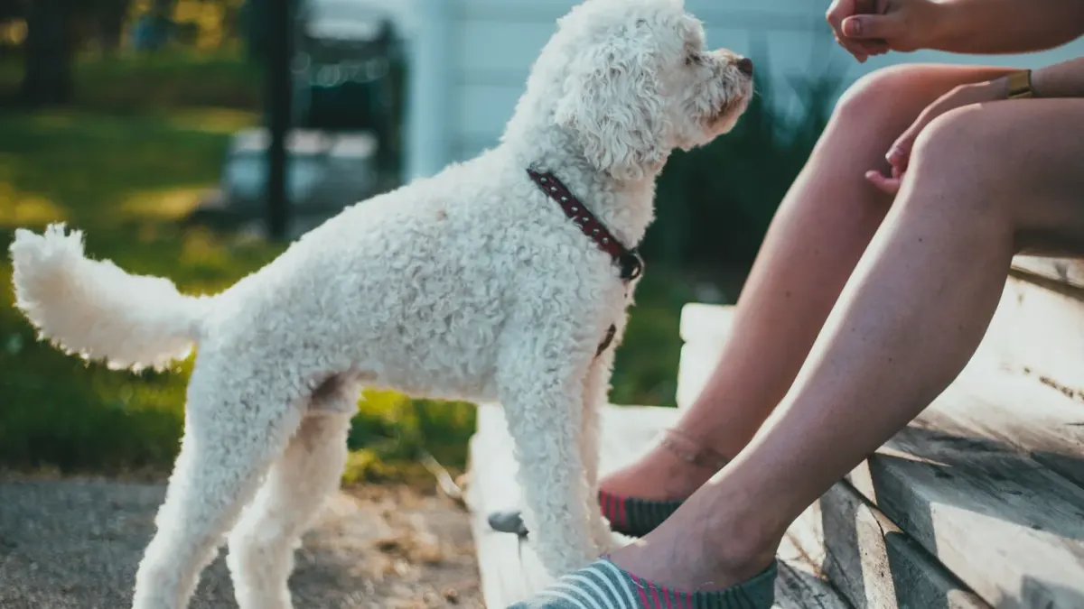 A small toy poodle and a slightly larger miniature poodle standing together on grass