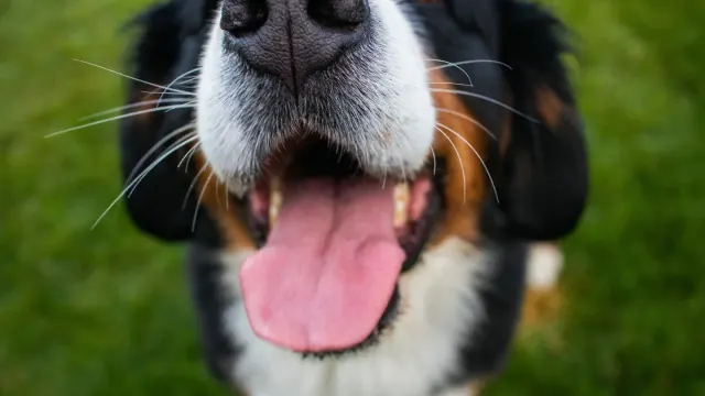 A tricolor Bernese Mountain Dog lying on grass in a shaded backyard