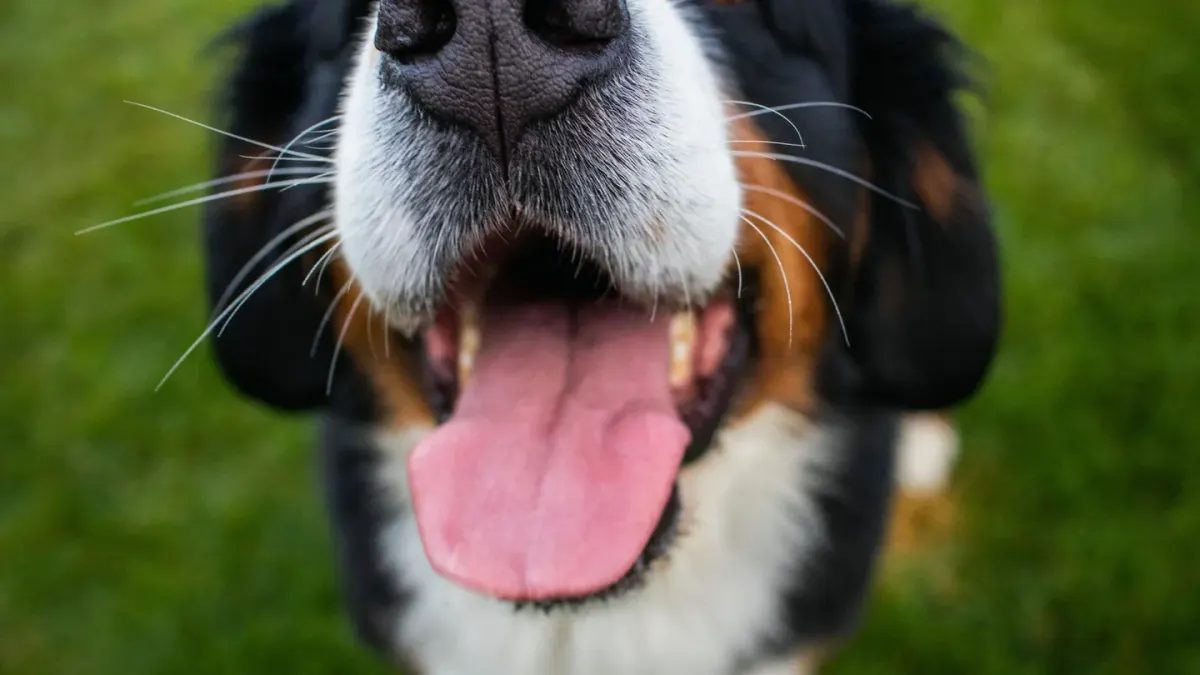 A tricolor Bernese Mountain Dog lying on grass in a shaded backyard