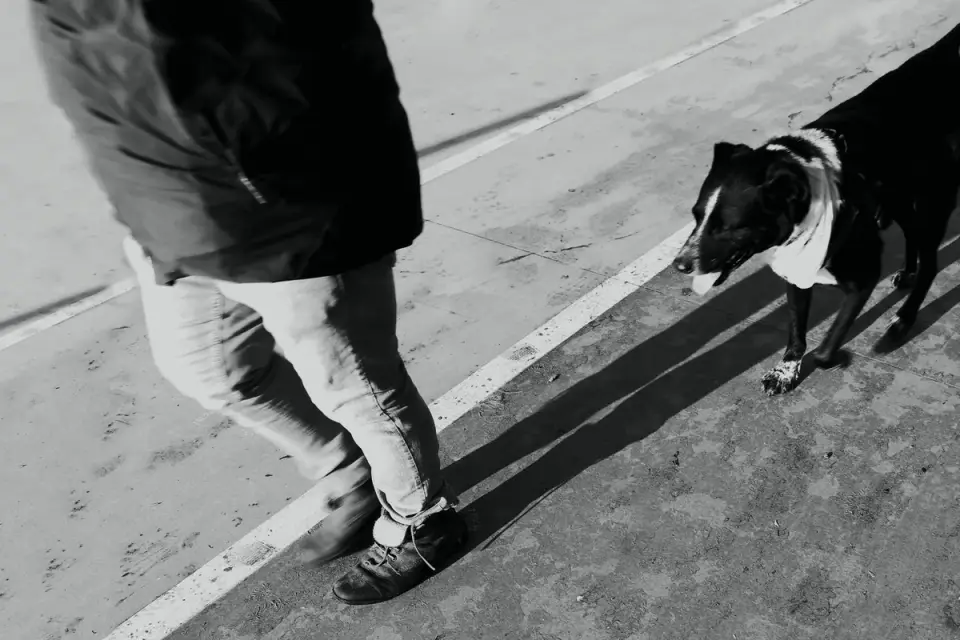 A veterinarian assessing a senior dog's hind-limb gait during an exam