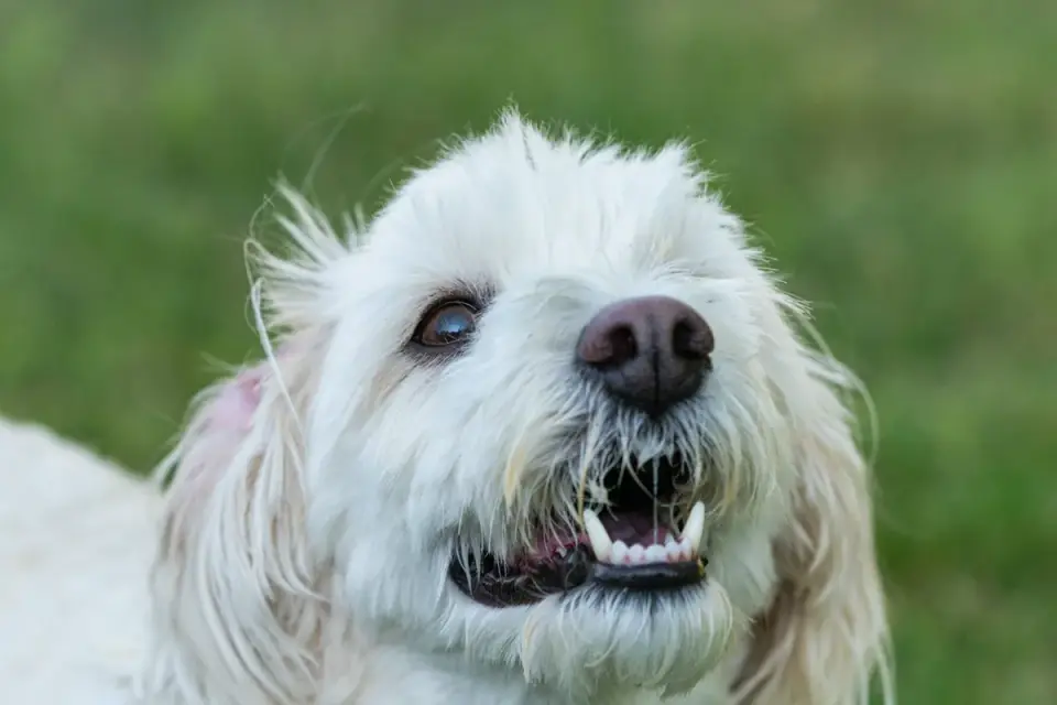 A veterinarian examining a small dog&#x27;s teeth during a wellness visit