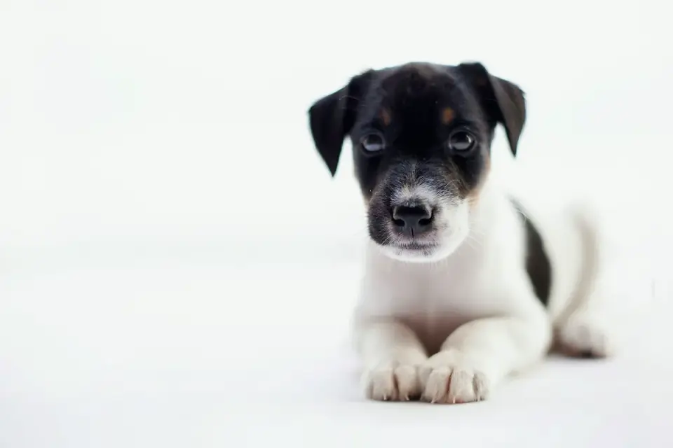 A veterinarian gently examining a young working-breed puppy during a wellness visit