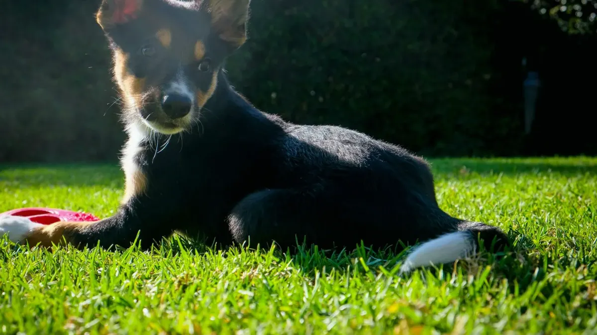 A young herding-breed puppy sniffing along the edge of a backyard lawn