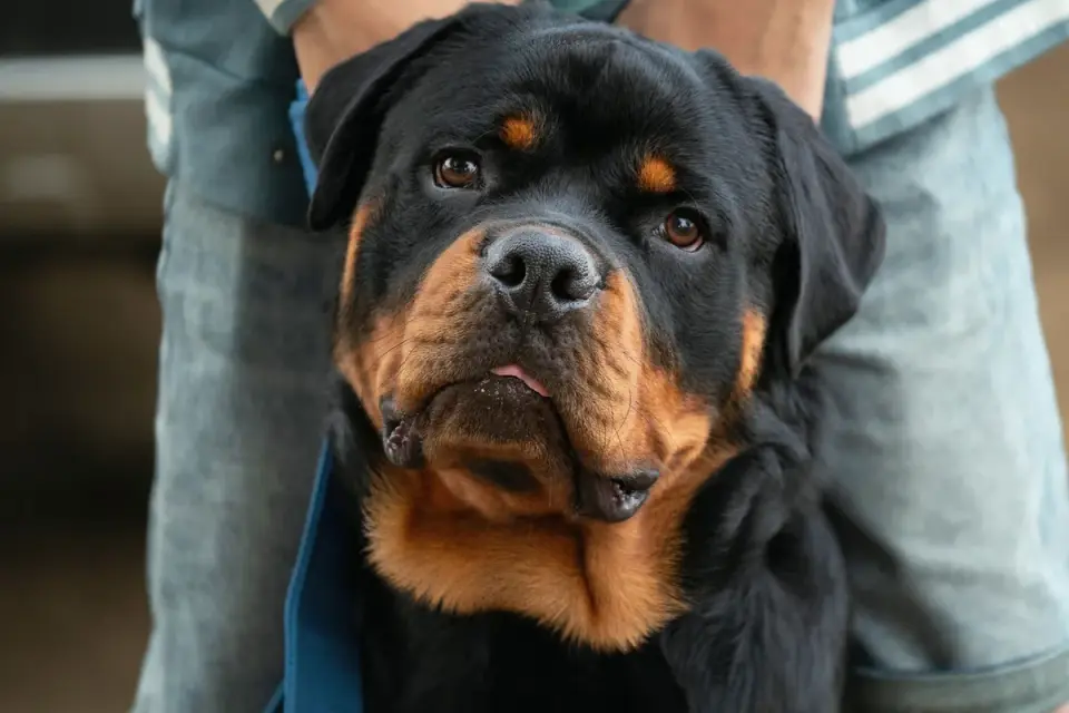 An adult Rottweiler standing outdoors showing its muscular, heavy-boned build