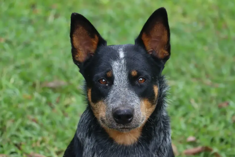An Australian Cattle Dog puppy sitting attentively during a training session