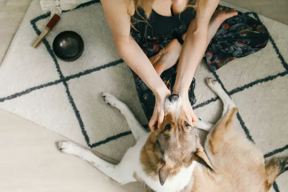 An owner gently massaging an older dog's shoulders on a rug