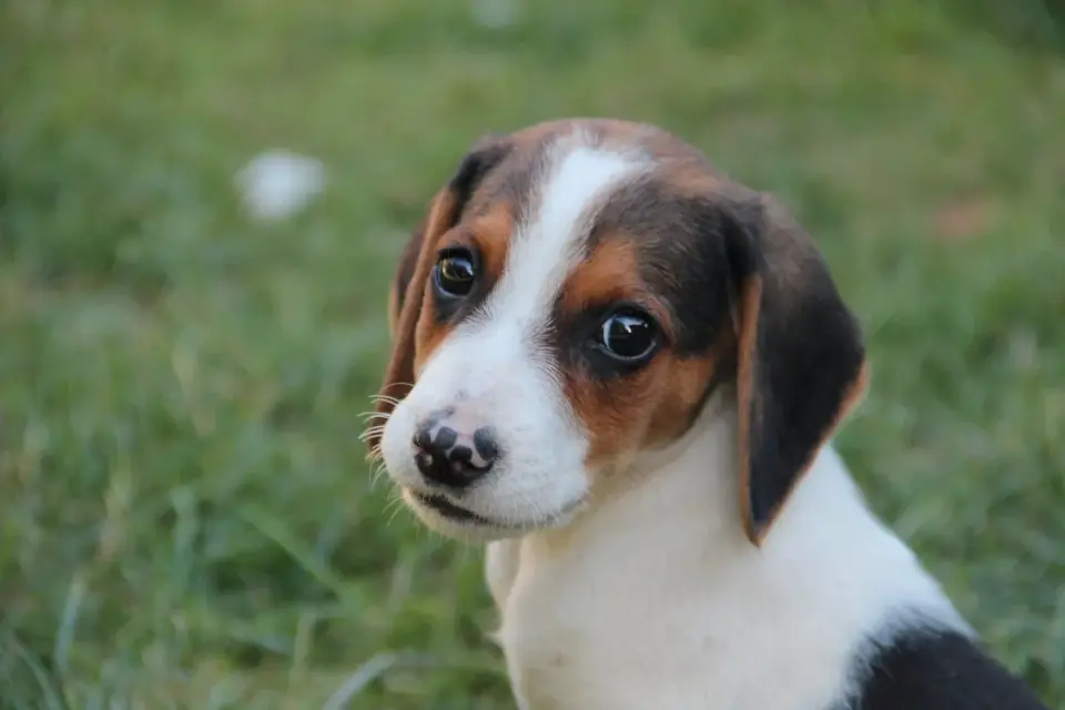 Beagle outdoors