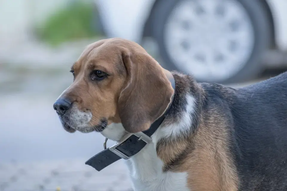 Beagle outdoors