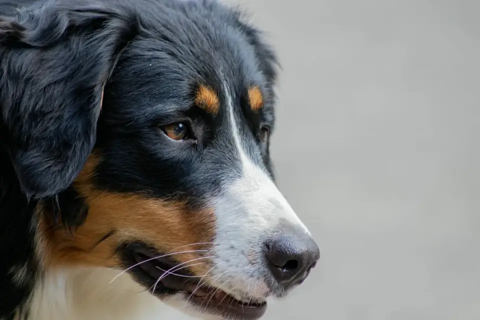 Bernese Mountain Dog puppy walking on a grassy path