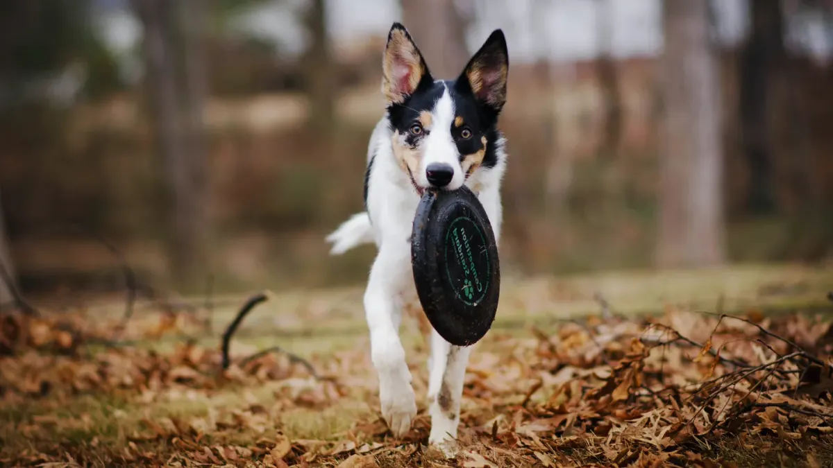 Border collie running