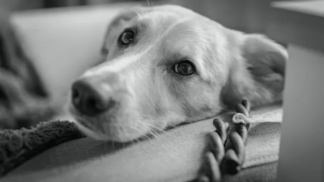 Calm dog resting at home