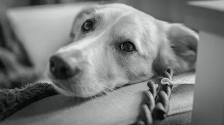 Calm dog resting at home