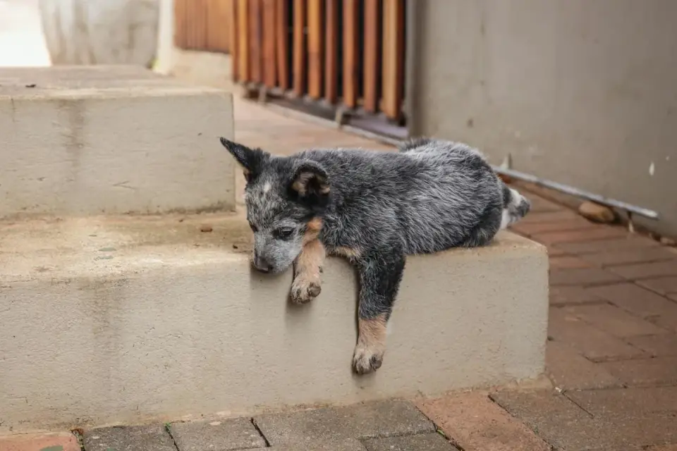 Calm dog resting at home