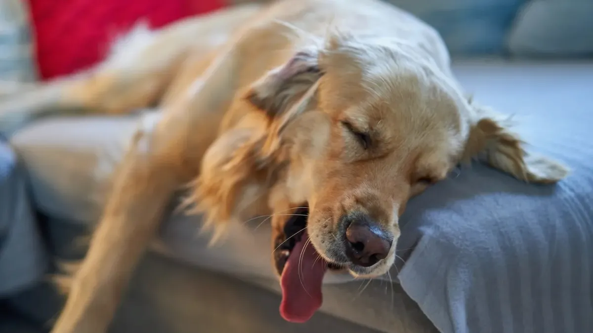 Calm dog resting at home