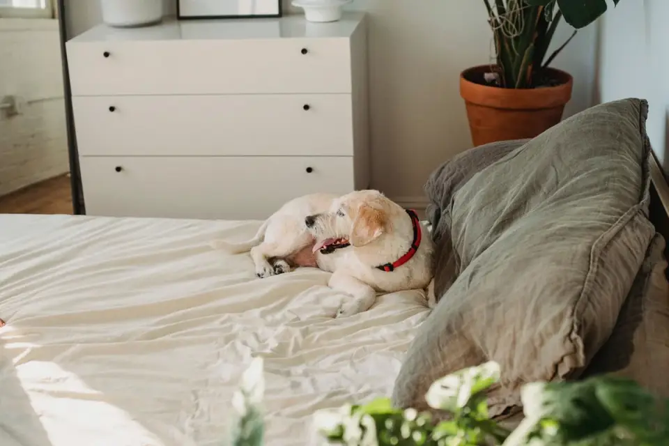Calm dog resting at home