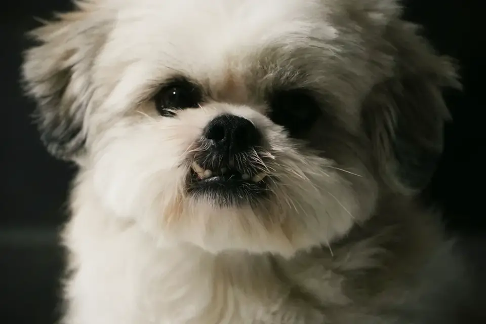 Close-up of a Shih Tzu's short, flat muzzle