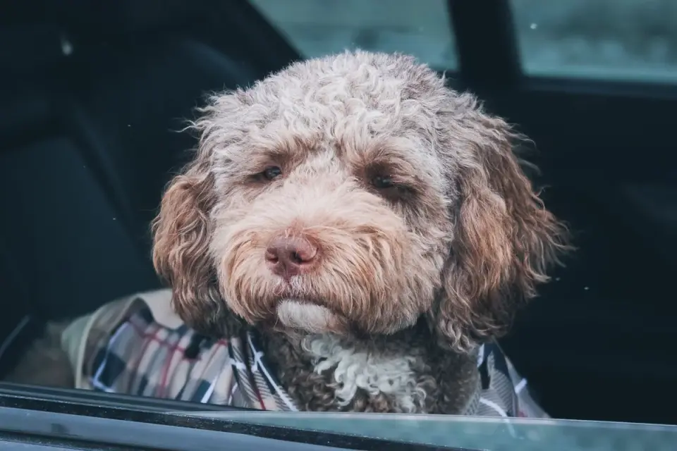 Dog at a car window