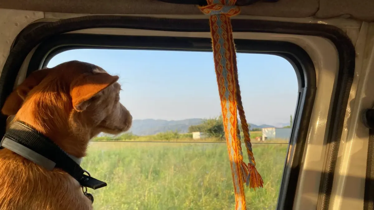 Dog at a car window