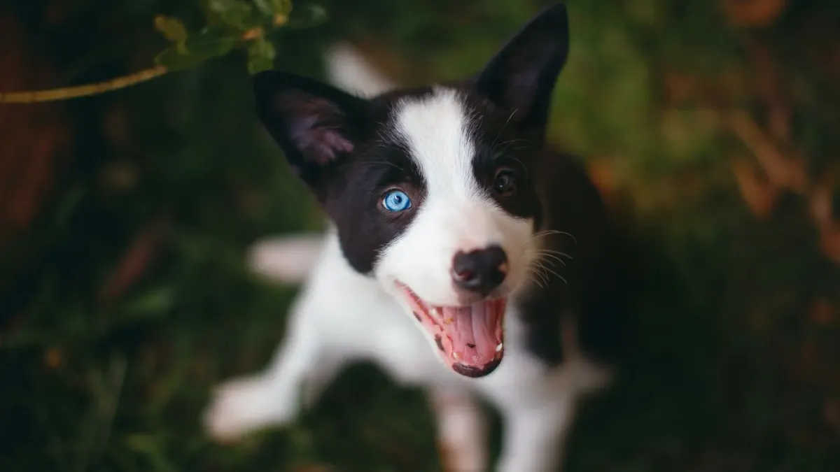 Dog barking outdoors