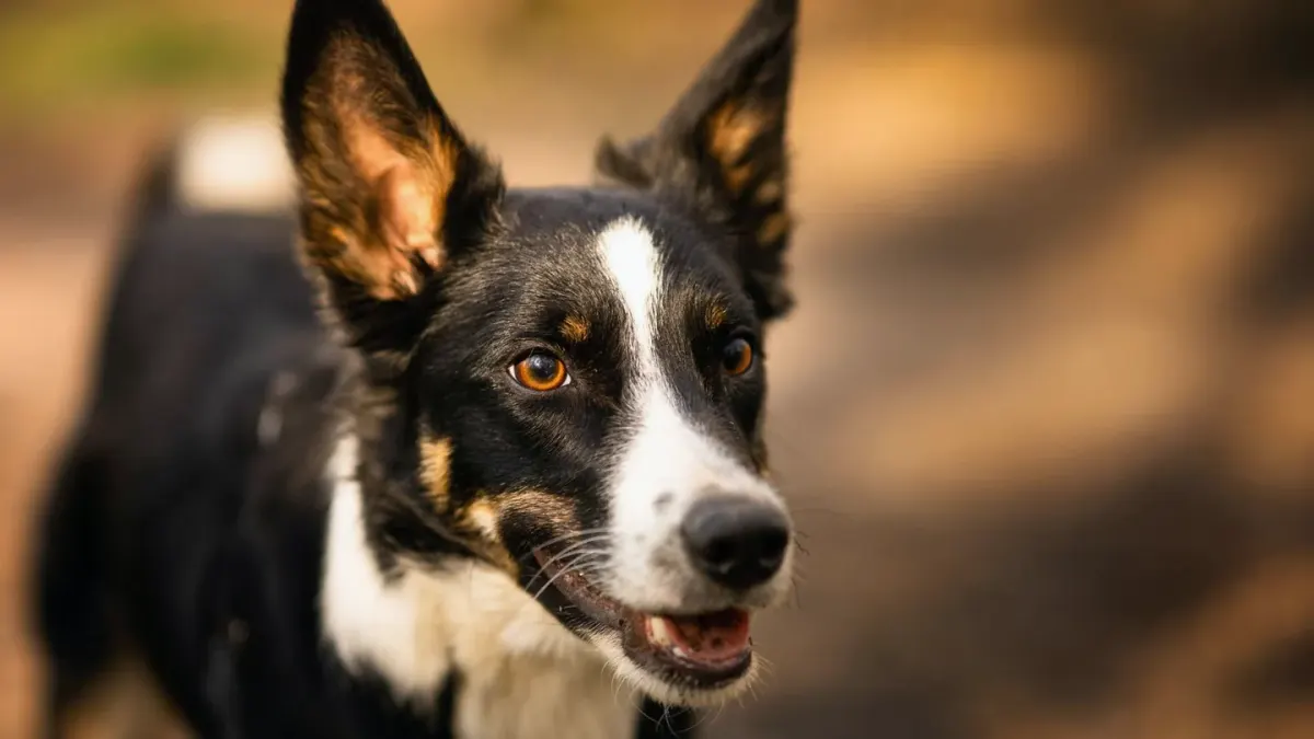 Dog barking outdoors