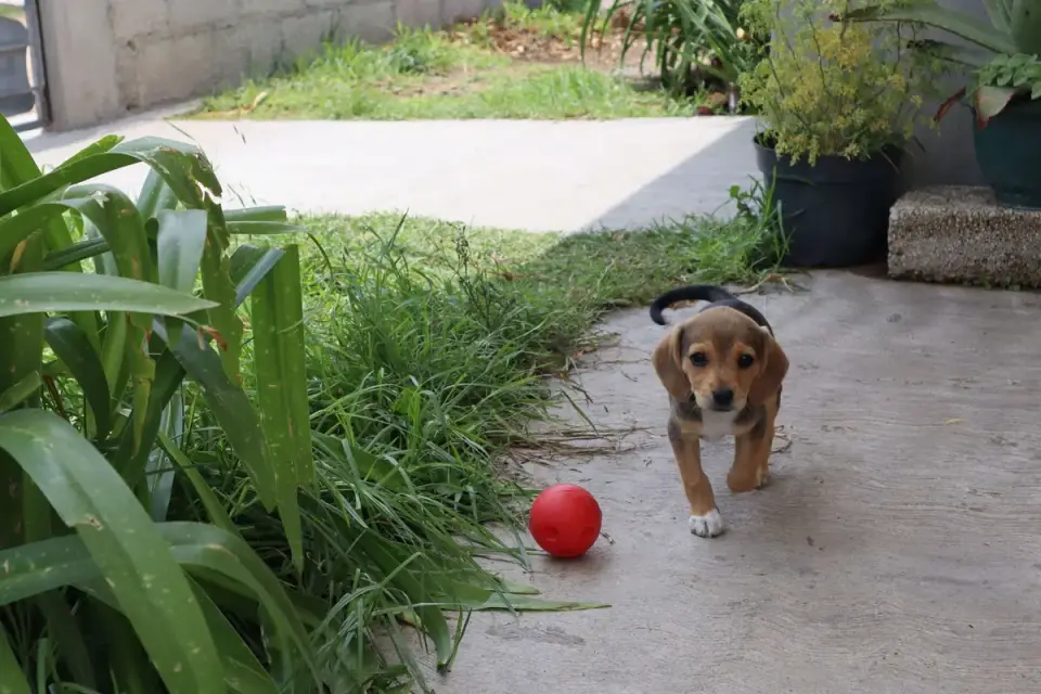 Dog chasing a ball