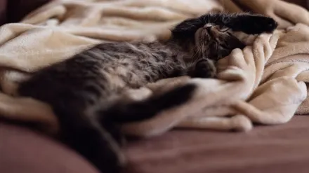 Dog curled on a blanket