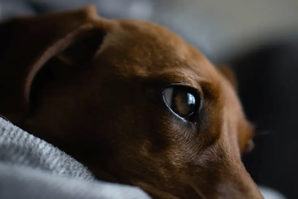 Dog curled on a blanket