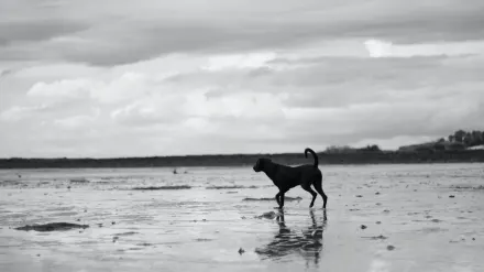 Dog digging in sand