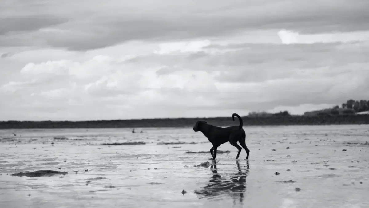 Dog digging in sand