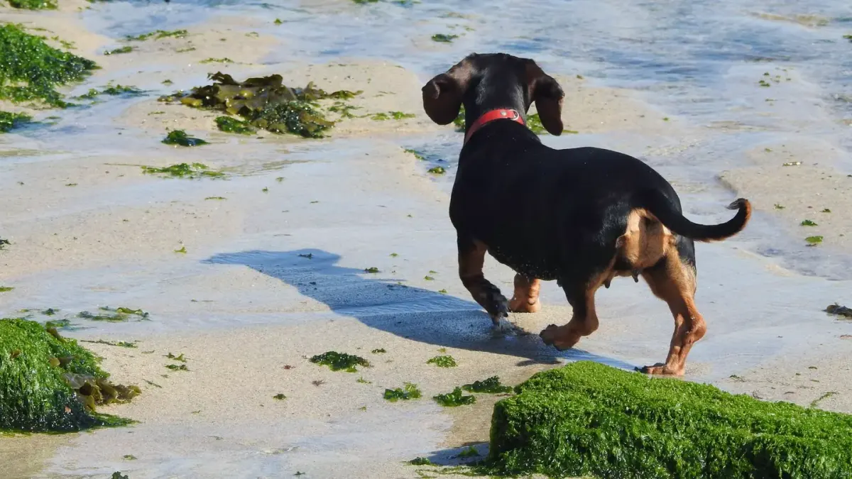 Dog digging in sand