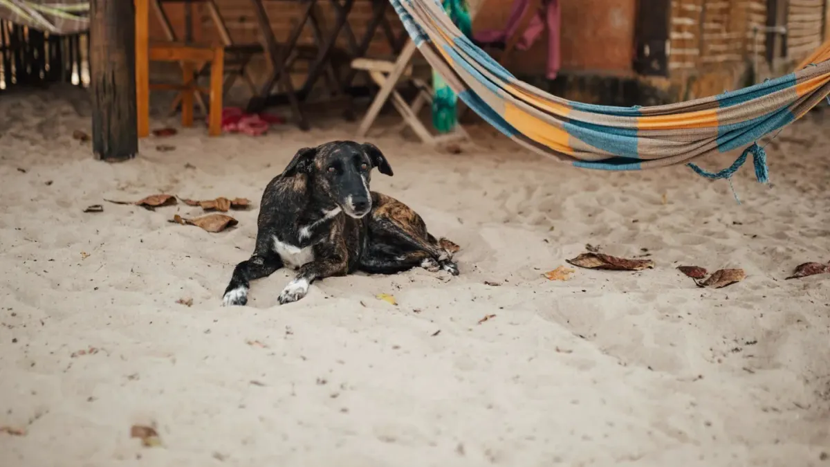 Dog digging in sand