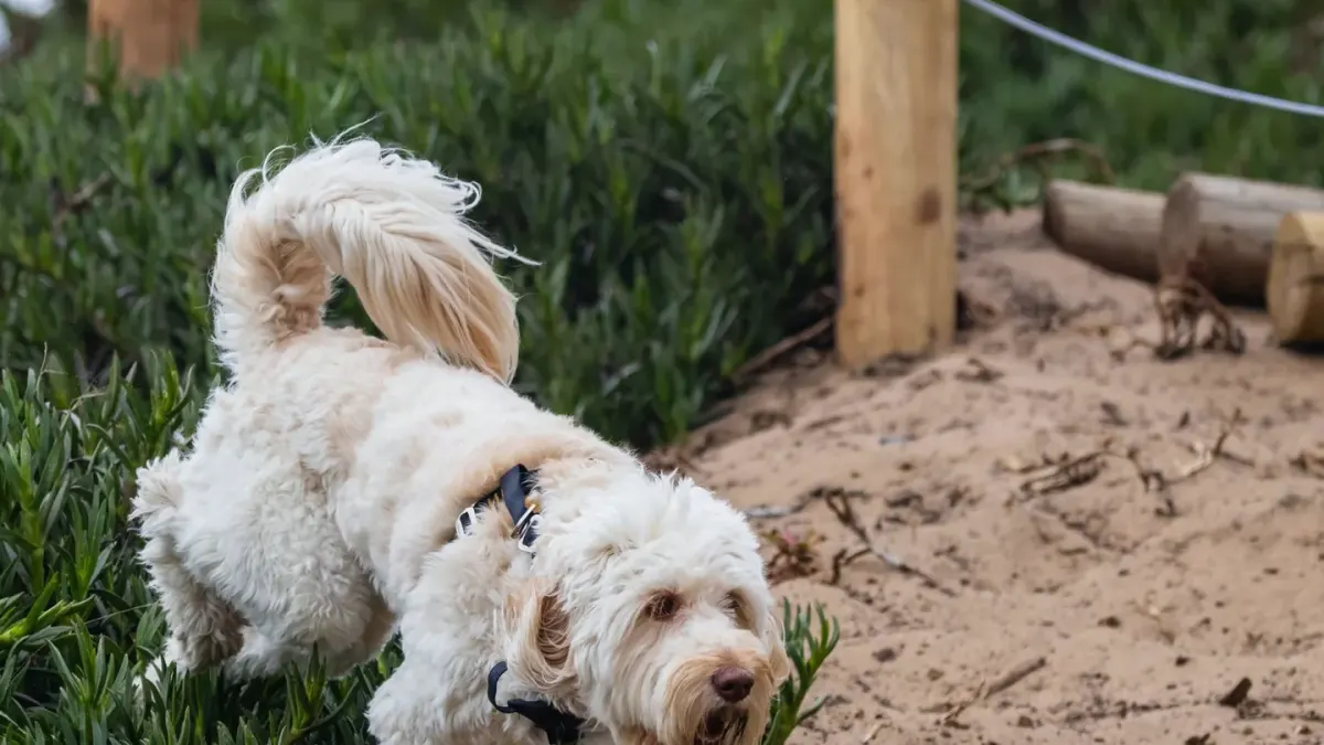 Dog digging in sand